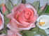 primorosa.JPG (64640 byte)